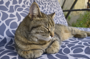 cat sleeping on a porch swing